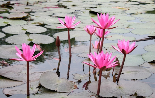 Flores de loto rosa o flores de lirio de agua que florecen en el estanque