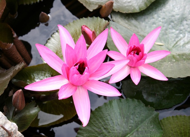 Flores de loto rosa o flores de lirio de agua que florecen en el estanque