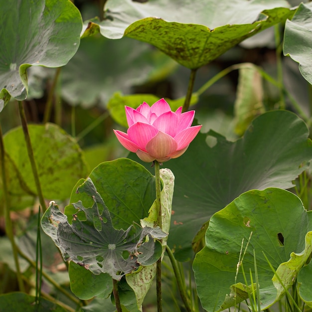 Flores de loto rosa que florecen junto al lago de cerca