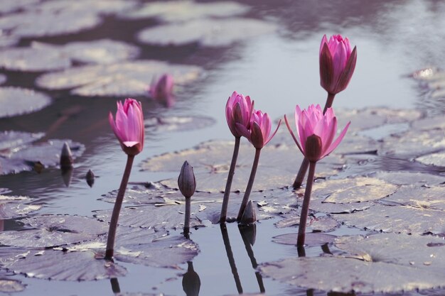 Foto flores de loto rosadas en el estanque