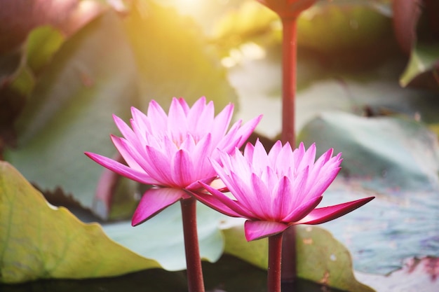 Las flores de loto rosadas florecen con la puesta de sol