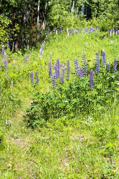 Flores de lupino cerca del sendero en el prado verde