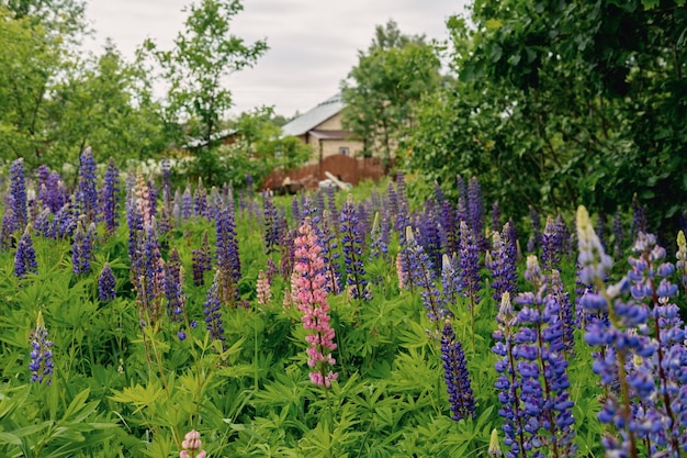 Las flores de lupino de color rosa brillante y púrpura crecen en el campo fuera de la ciudad un campo floreciente Alto q