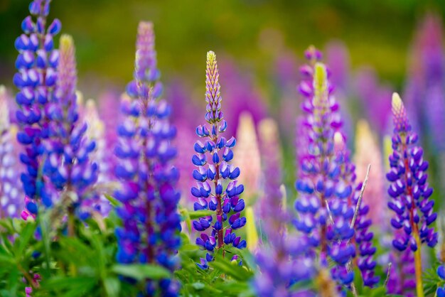 Flores de lupino en flor en el volcán Osorno. Campo de lupino. Lupino colorido de rosa, violeta, azul, blanco, amarillo. Luz del día nublada. Lupino en plena floración.