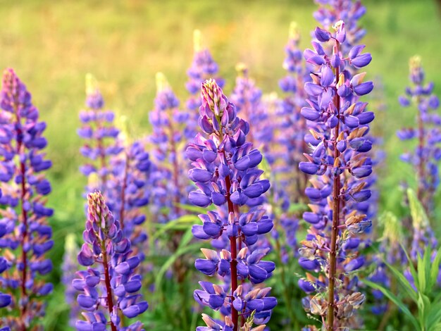 Flores de lupino florece en el campo.