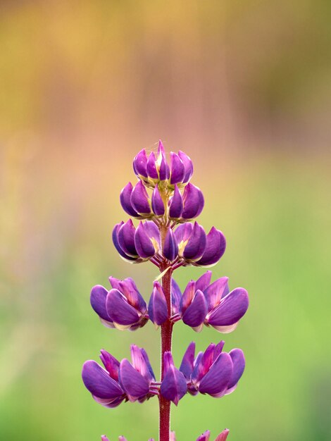 Flores de lupino florece en el campo.