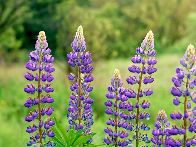 Flores de lupino florece en el campo