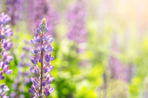 Flores de lupino florecientes Un campo de lupinos Flores violetas de primavera y verano