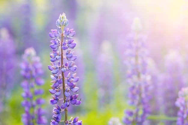 Flores de lupino florecientes Un campo de lupinos La luz del sol brilla sobre las plantas