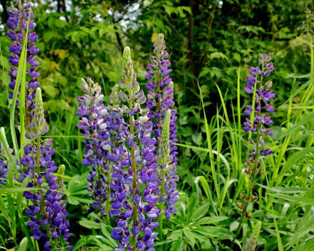 Flores de lupino en la hierba verde Paisaje de verano