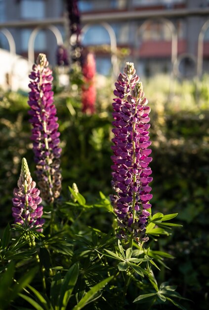 Flores de lupino iluminadas por el sol