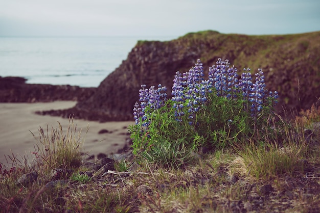 Flores de lupino en Islandia