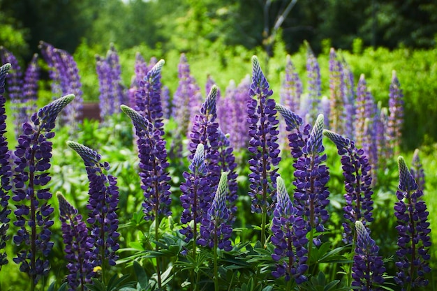 flores de lupino en el jardín