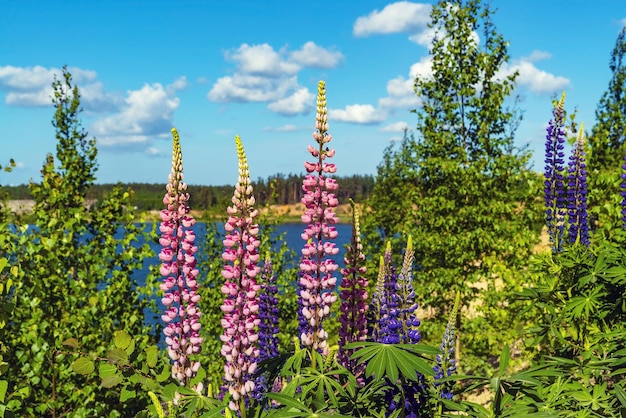 Flores de lupino moradas y moradas en un día soleado contra el fondo de un lago