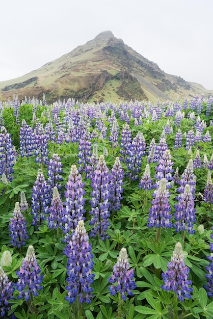 Flores de lupino en el prado en Islandia