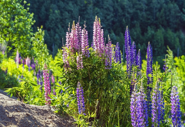 Flores de lupino púrpura en un día soleado con una luz contorneada