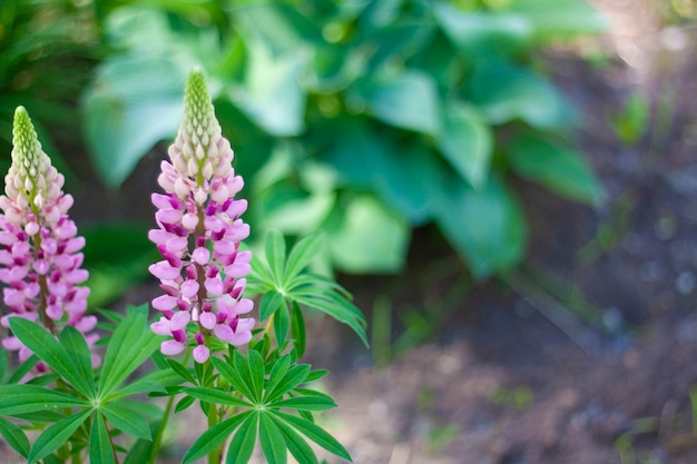 Flores de lupino rosa en el jardín