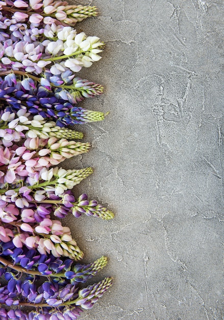 Flores de lupino rosa y morado