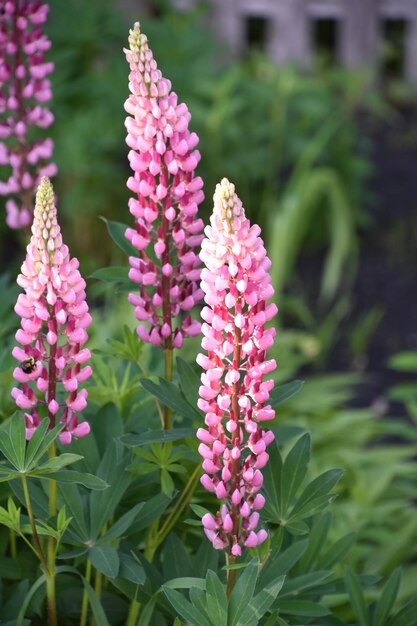 Flores de lupino rosa que florecen en un jardín