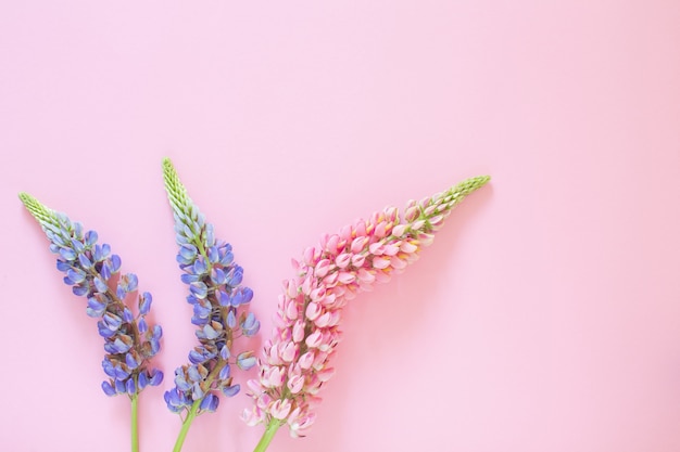 Flores de lupino rosa y violeta sobre fondo rosa