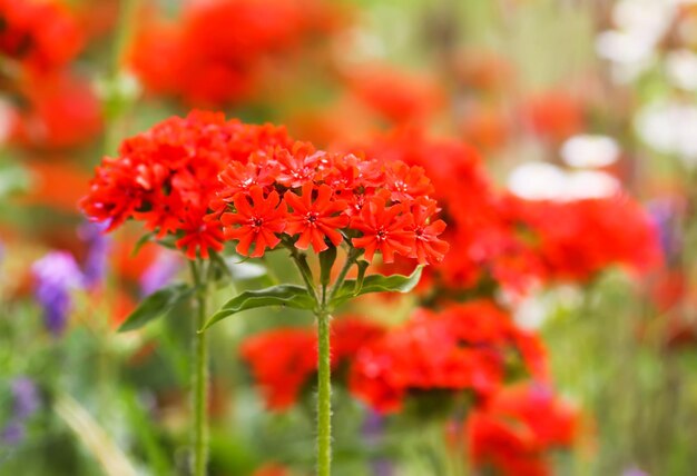 Foto flores de lychnis en época de floración