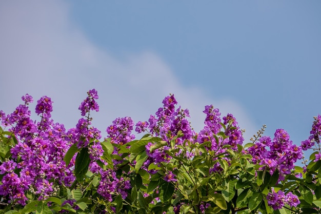 Flores de Lythraceae púrpura sobre luz cálida Lagerstroemia calyculata Flor de Kurz sobre fondo natural Magníficas flores de panícula arrugada malva rosa suave en Tailandia