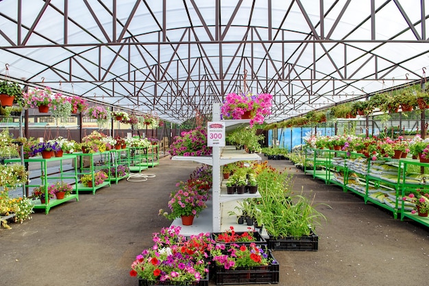 Flores en macetas y estantes en el centro de jardinería