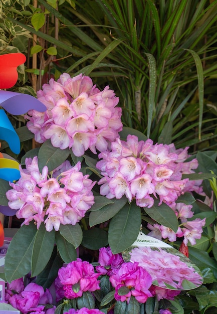 Flores en macetas florecientes de primavera en una floristería