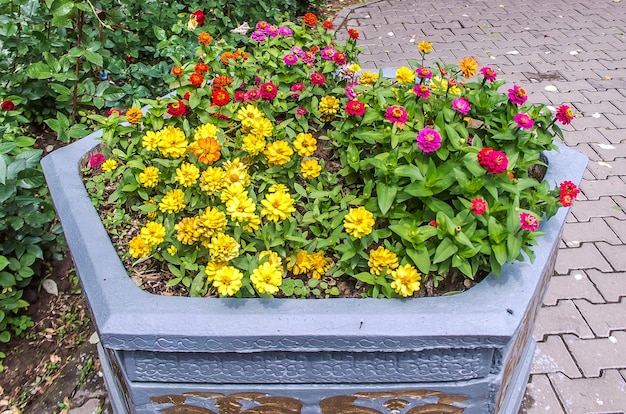 Flores en macetas en el parque