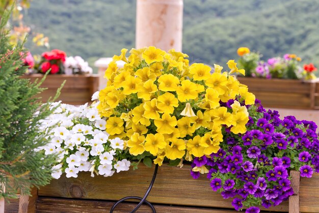 Flores en macetas en el patio del monasterio de Meteora Grecia Mountains y hermosas vistas