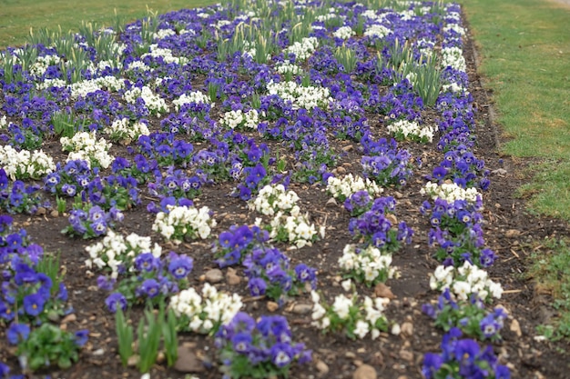 Flores en un macizo de flores en el parque