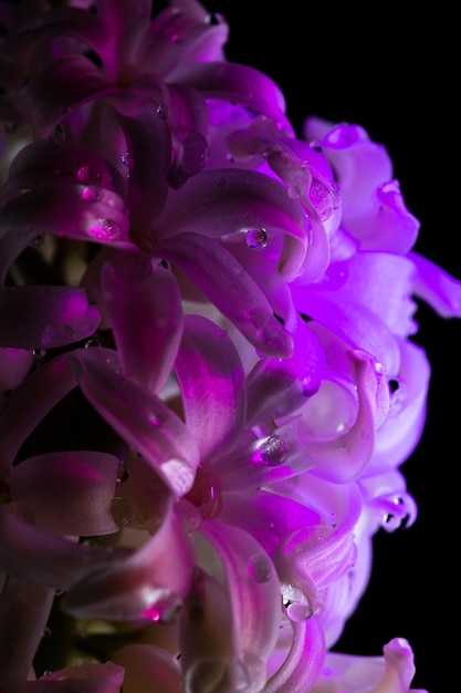 Flores con macro de pétalos largos. El jacinto floreciente está cerca.