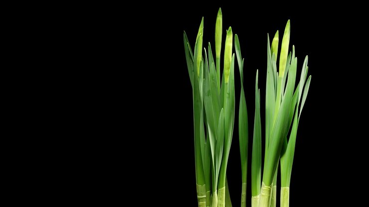 Foto las flores mágicas florecen en el fondo negro de timelapse