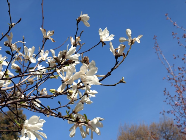 Flores de magnolia blanca en el parque