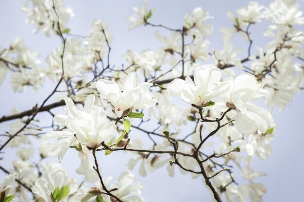Flores de magnolia blanca en una rama de magnolia Árbol floreciente en un día de primavera Naturaleza