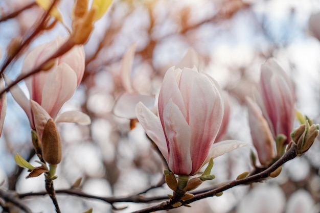Flores de magnolia blanca y rosa en la rama en un cálido día soleado de primavera