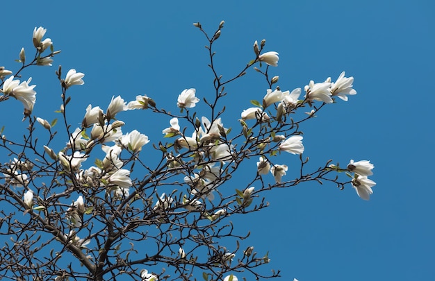 Flores de magnolia blanca