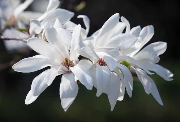 Flores de magnolia blanca