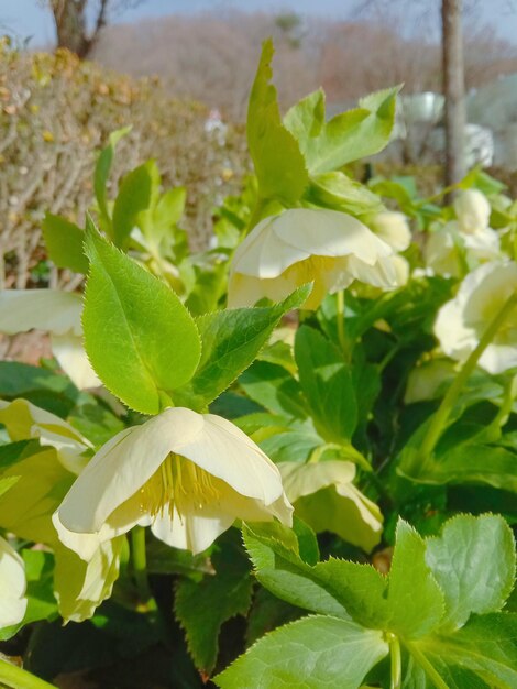 Foto flores de magnolia blancas