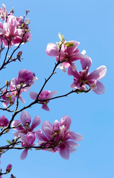 Foto flores de magnolia y cielo azul