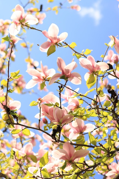 Flores de magnolia contra el fondo de primavera del cielo azul Vista de abajo hacia arriba de la flor de magnolia