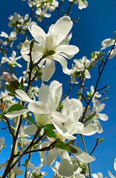 Flores de magnolia en el enfoque selectivo del jardín