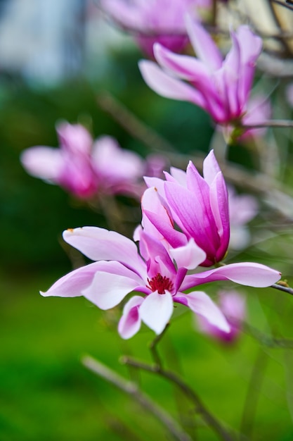 Flores de magnolia en flor en el parque de la ciudad