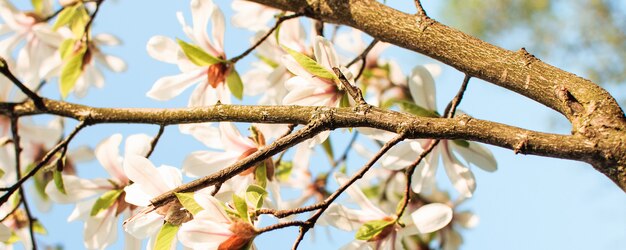 Flores de magnolia florecida en un árbol