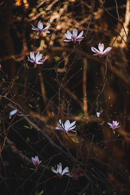 Flores de magnolia florecidas en primavera