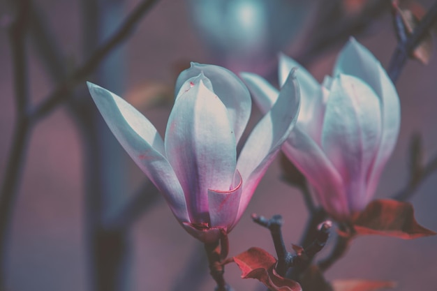 Flores de magnolia florecientes Fondo de flores naturales vintage de primavera