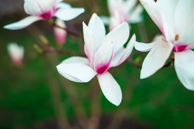 Las flores de magnolia florecieron en el jardín El comienzo de la primavera Naturaleza y plantas Botánica