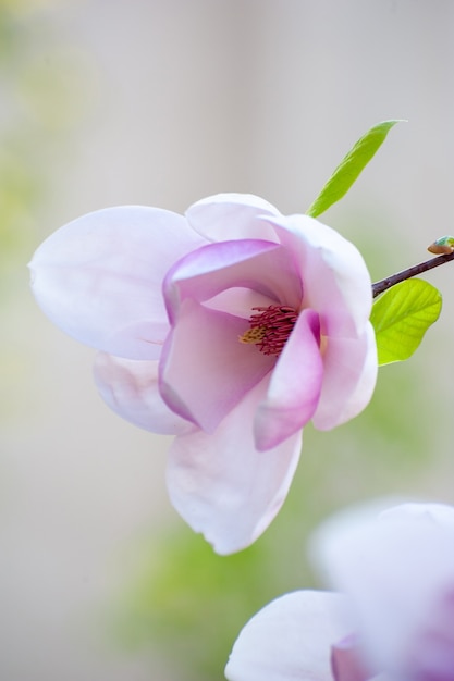 Flores de magnolia de primavera, fondo floral suave abstracto natural