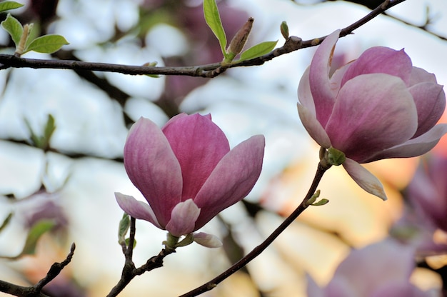 Flores de magnolia de primavera, fondo floral suave abstracto natural