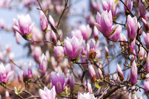 Flores de magnolia de primavera en el fondo natural Para esta imagen se aplicó un efecto de tonificación de color